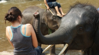 ElephantCamp